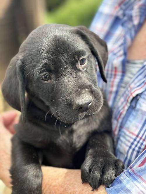 Black, Yellow Lab pups male and female for sale in Sturminster Newton, Dorset - Image 2