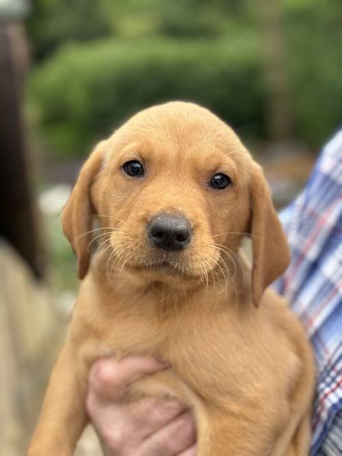 Black, Yellow Lab pups male and female for sale in Sturminster Newton, Dorset - Image 3