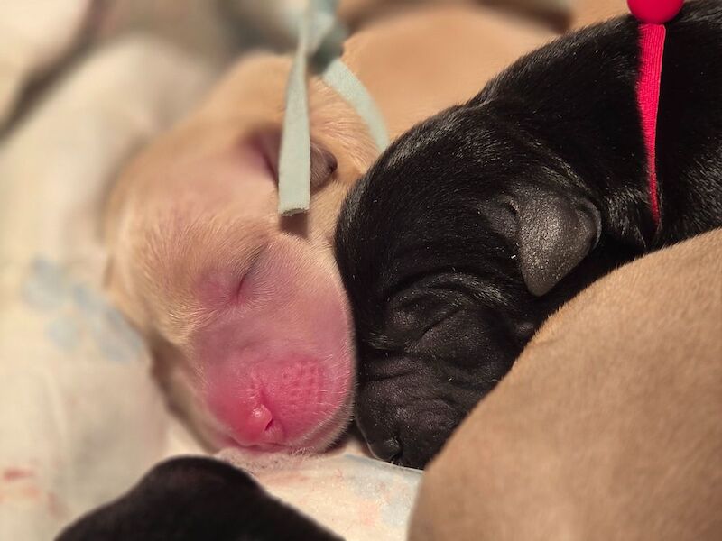 Black &Yellow pups💛🖤