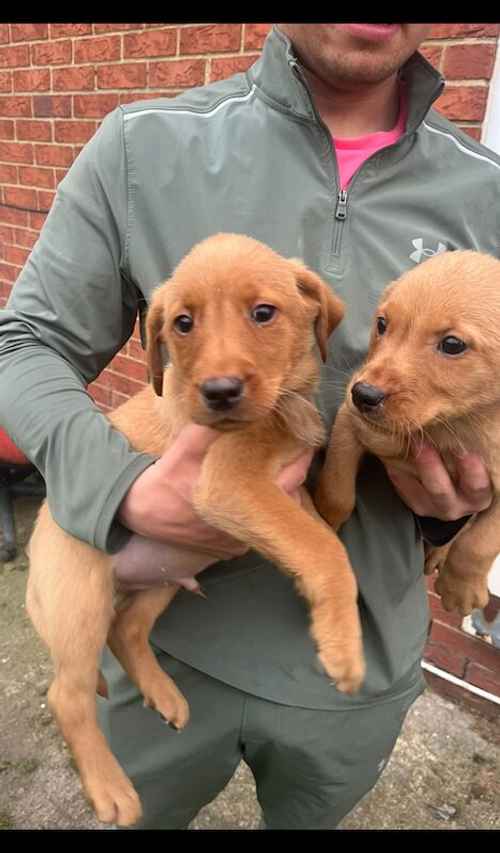 Black&yellow/red pups for sale in North Yorkshire 