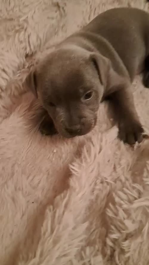 Blue small staff pups for sale in Liverpool, Merseyside