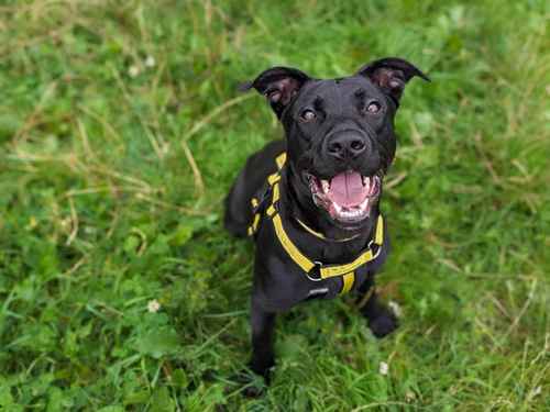 Bonnie for sale in Mid Glamorgan, Wales