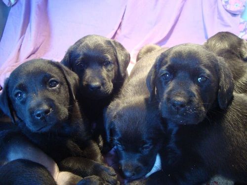BONNY BLACK LABRADOR PUPPIES for sale in Galston, Ayrshire and Arran