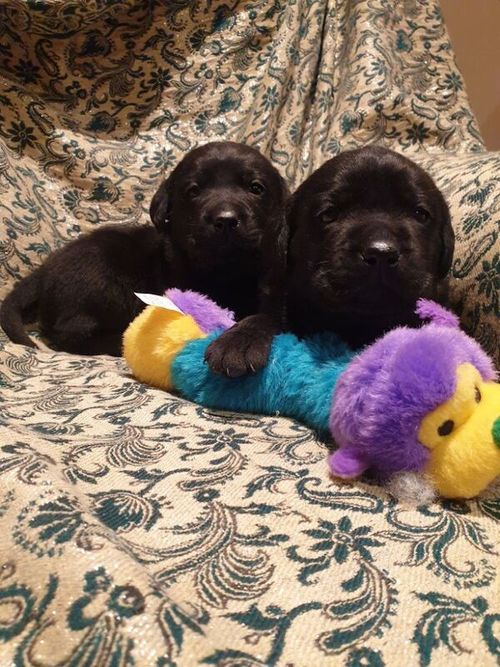 BONNY BLACK LABRADOR PUPPIES for sale in Galston, Ayrshire and Arran