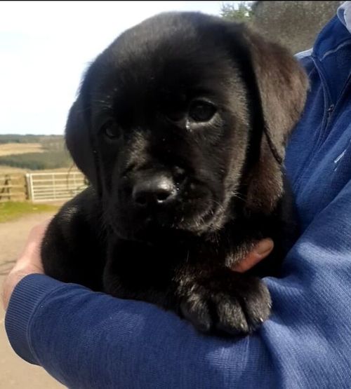 BONNY BLACK LABRADOR PUPPIES (ELIGIBLE FOR KC REG) for sale in Galston, Ayrshire and Arran