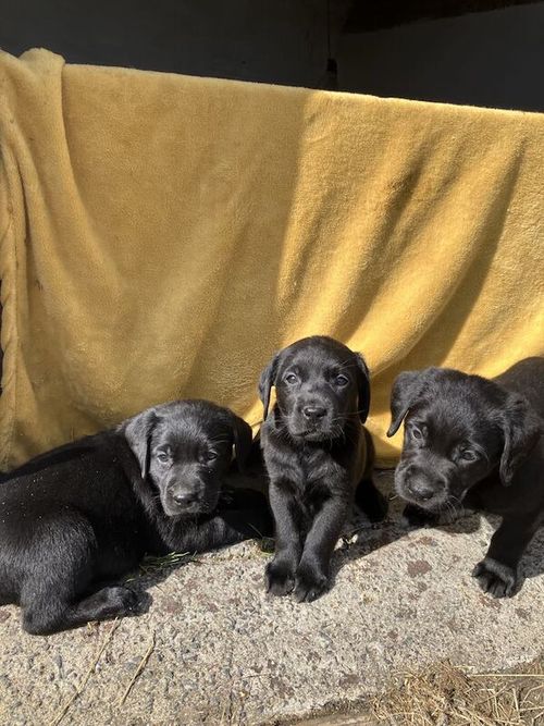 BONNY BLACK LABRADOR PUPPIES (ELIGIBLE FOR KC REG) for sale in Galston, Ayrshire and Arran