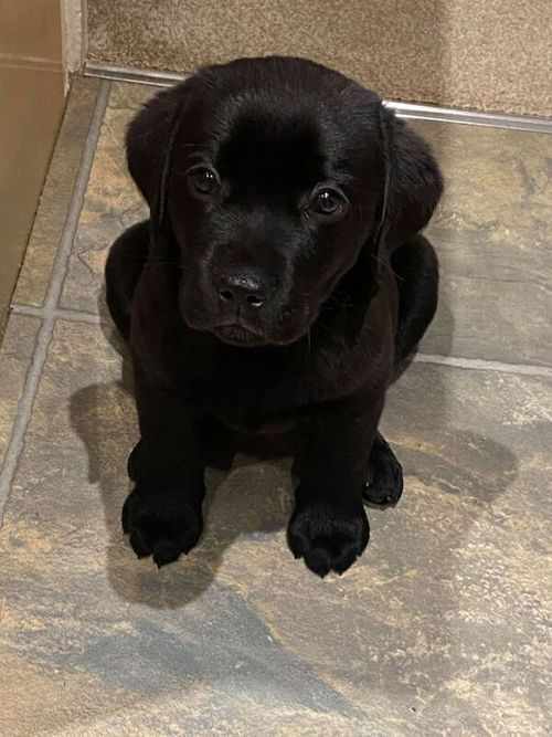 BONNY BLACK LABRADOR PUPPIES (ELIGIBLE FOR KC REG) for sale in Galston, Ayrshire and Arran