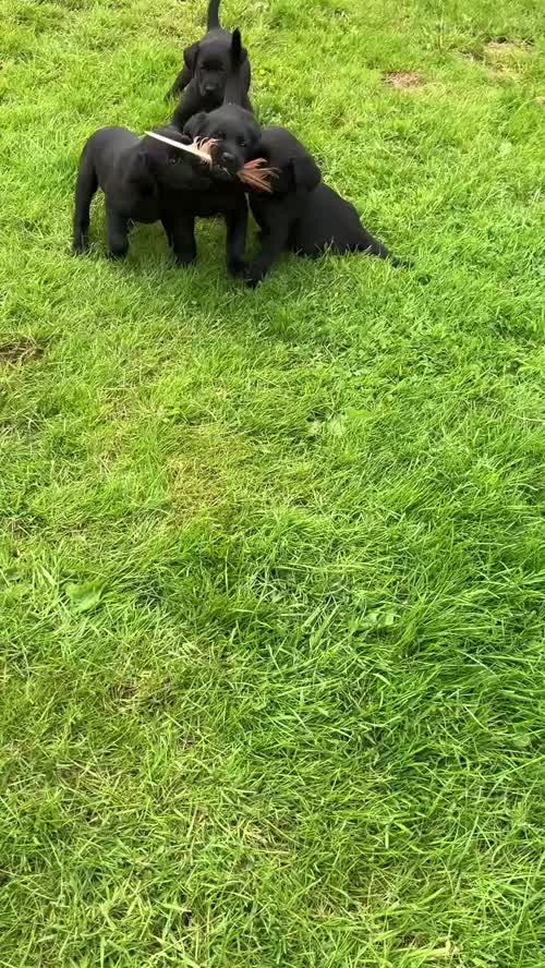BONNY BLACK LABRADOR PUPPIES ( KC REG) for sale in Galston, Ayrshire and Arran