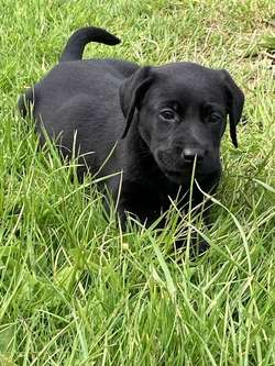 READY NOW, K.C. REG BLACK LABRADOR PUPPIES for sale in Galston, Ayrshire and Arran | Image 1