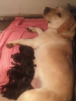 READY NOW, K.C. REG BLACK LABRADOR PUPPIES for sale in Galston, Ayrshire and Arran | Image 2