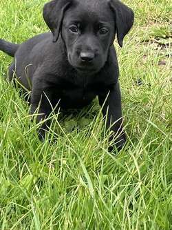 READY NOW, K.C. REG BLACK LABRADOR PUPPIES for sale in Galston, Ayrshire and Arran | Image 3