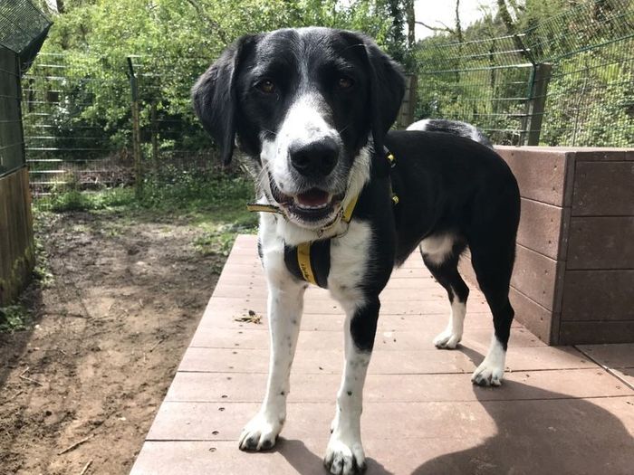 Labrador Retriever for adoption in Ilfracombe, North Devon – 3 years old