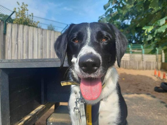 Labrador Retriever for adoption in Ilfracombe, North Devon – 3 years old - Image 2 of 5