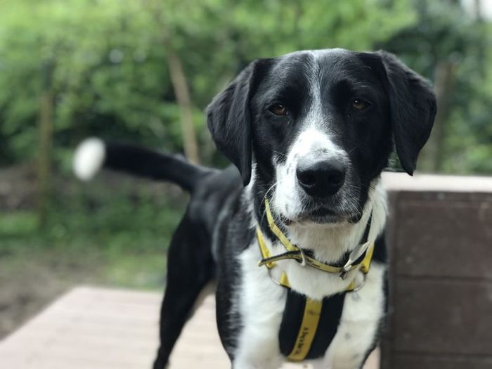 Labrador Retriever for adoption in Ilfracombe, North Devon – 3 years old - Image 3 of 5