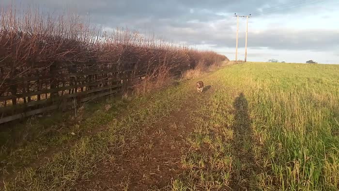 Border Collie for adoption in Bedale, North Yorkshire – 9 years old