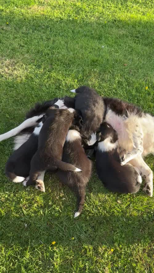 🐾Border Collie Puppies🐾 for sale in Oban, Argyll and Bute