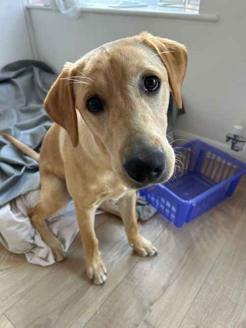 Boy 6 month old red Labrador for sale in Buntingford, Hertfordshire