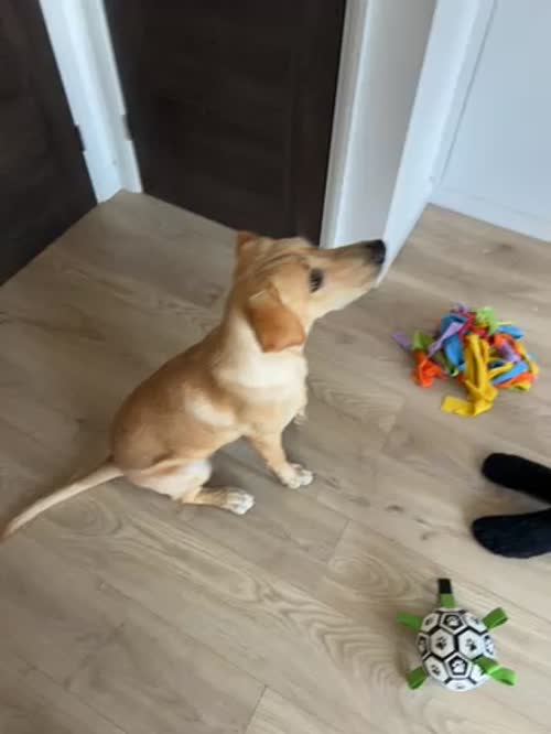 Boy 6 month old red Labrador for sale in Buntingford, Hertfordshire