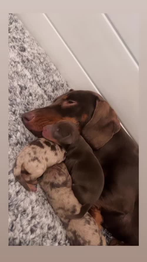 Brand new litter kc reg minature dachshunds for sale in Cardiff 