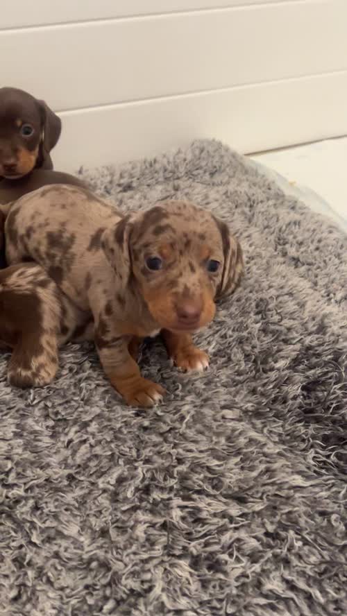 REDUCED just 2 dapple boys left kc reg minature dachshunds for sale in Cardiff 