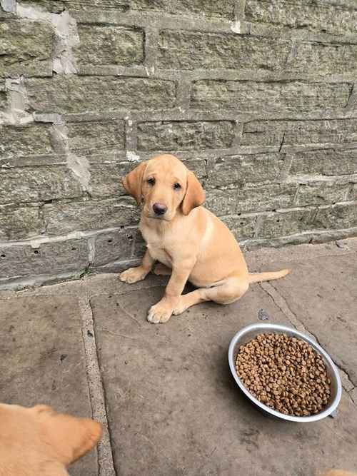 Bred for health and temperament for sale in Halifax, West Yorkshire