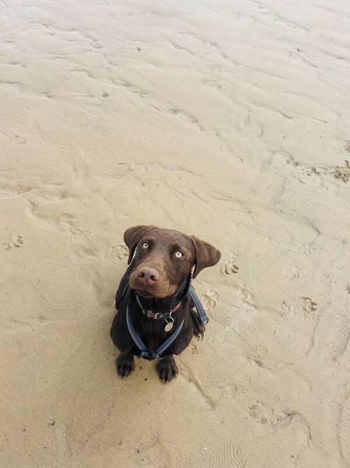 Bruno our beautiful Chocolate Boy for sale in Harrogate, North Yorkshire - Image 3