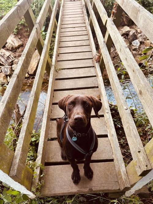 Bruno our beautiful Chocolate Boy for sale in Harrogate, North Yorkshire - Image 4