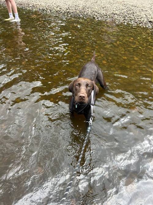 Bruno our beautiful Chocolate Boy for sale in Harrogate, North Yorkshire - Image 5