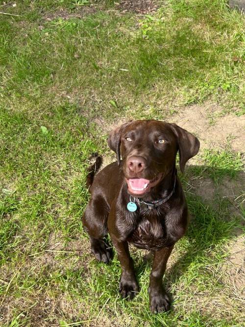 Bruno our beautiful Chocolate Boy for sale in Harrogate, North Yorkshire - Image 6