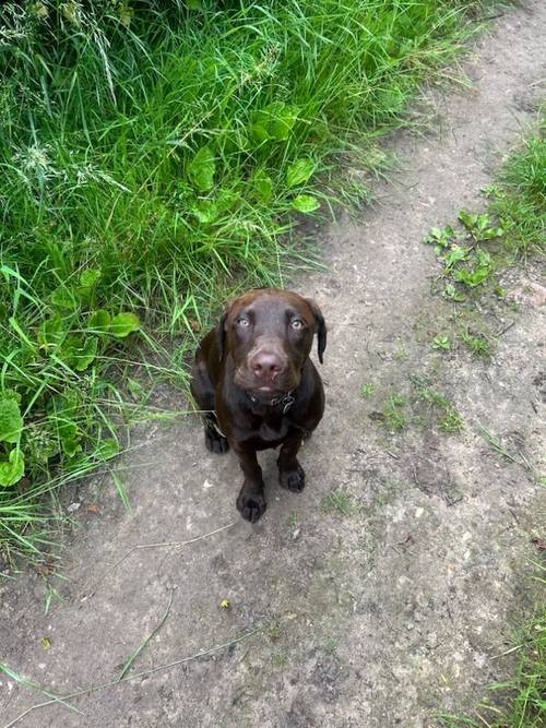 Bruno our beautiful Chocolate Boy for sale in Harrogate, North Yorkshire - Image 7