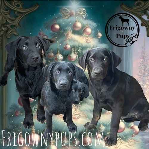 Black Labrador Puppies for sale in Market Rasen, Lincolnshire