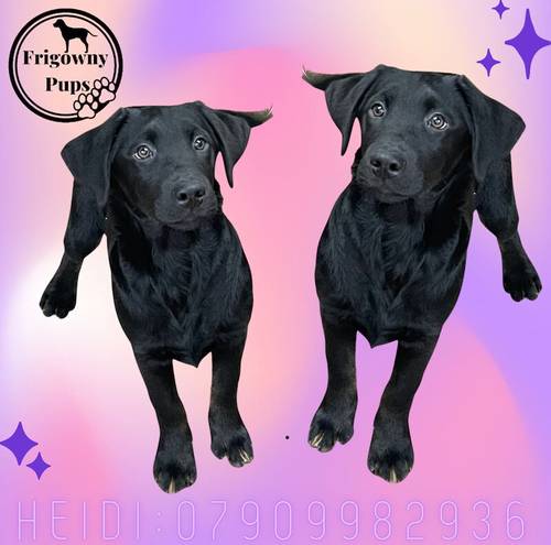 Black Labrador Puppies for sale in Market Rasen, Lincolnshire - Image 3