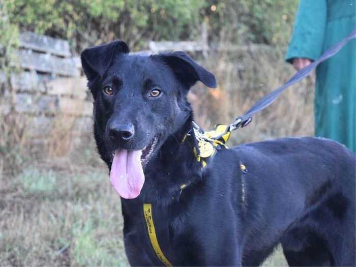 Labrador Retriever for adoption in Uxbridge, London – 1 year old
