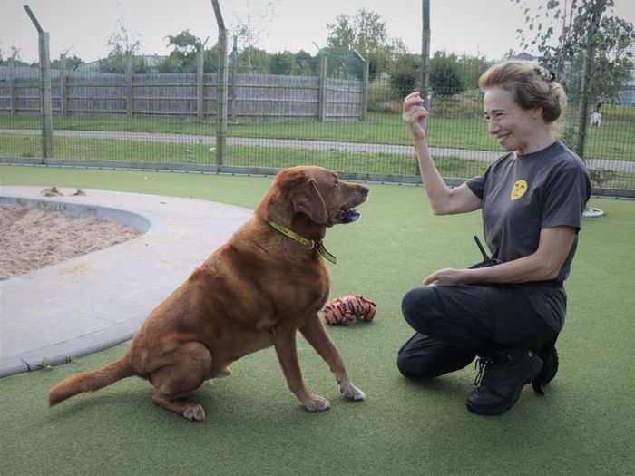 Labrador Retriever for adoption in Evesham, Worcestershire – 11 years old