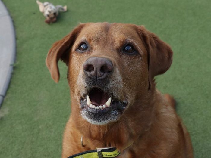 Labrador Retriever for adoption in Evesham, Worcestershire – 11 years old - Image 3 of 4