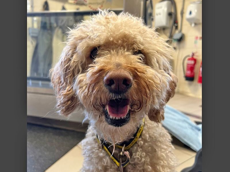 Buddy Labrador Retriever For Adoption in Wickford, Essex
