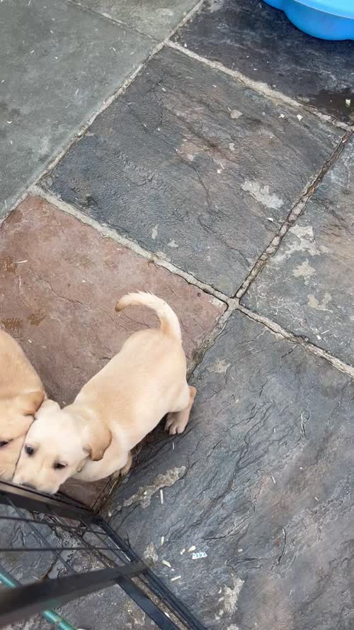 Champion bloodline kc reg pups for sale in Tilbury, Essex