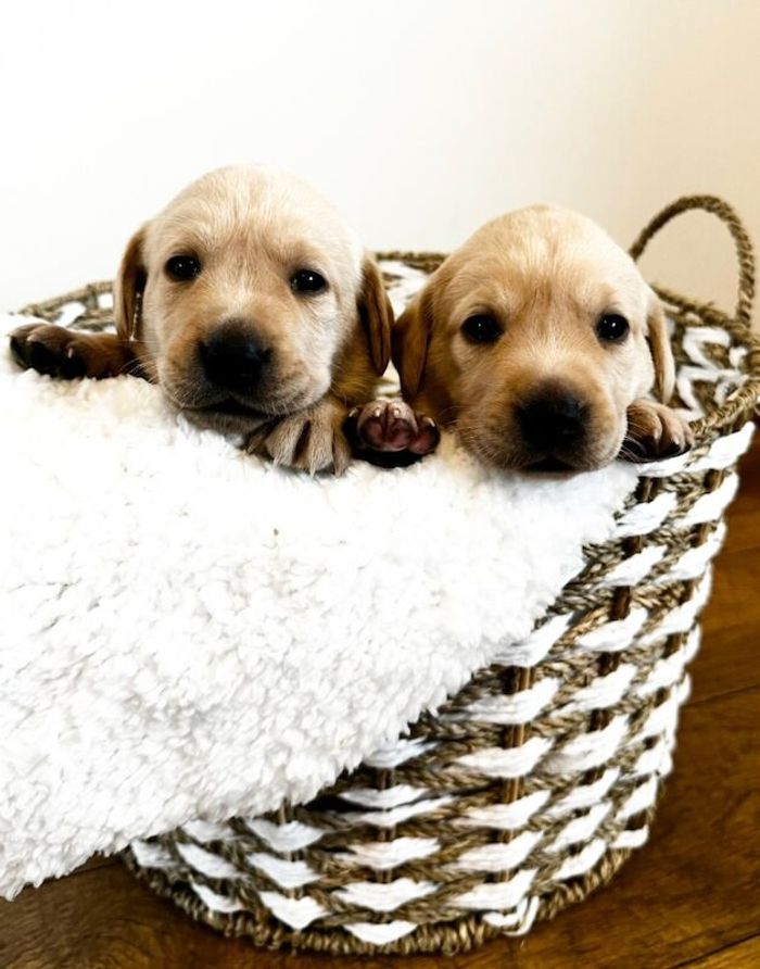 Labrador Retriever puppies for sale in Swansea / Abertawe, West Glamorgan – KC registered, 6 weeks old - Image 3 of 15