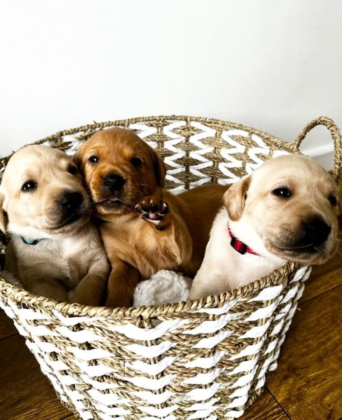 Labrador Retriever puppies for sale in Swansea / Abertawe, West Glamorgan – KC registered, 6 weeks old - Image 5 of 15