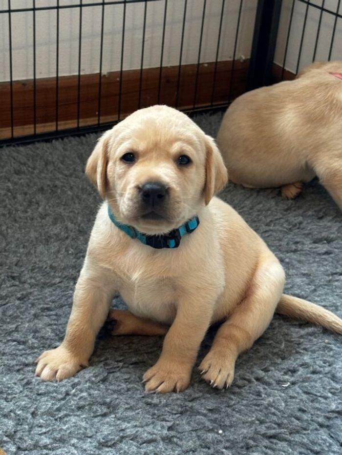 Labrador Retriever puppies for sale in Swansea / Abertawe, West Glamorgan – KC registered, 6 weeks old - Image 6 of 15