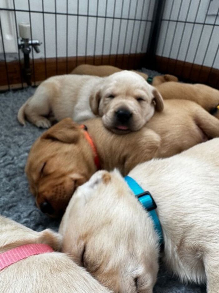 Labrador Retriever puppies for sale in Swansea / Abertawe, West Glamorgan – KC registered, 6 weeks old - Image 7 of 15