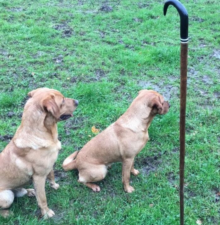 Labrador Retriever puppies for sale in Swansea / Abertawe, West Glamorgan – KC registered, 6 weeks old - Image 12 of 15