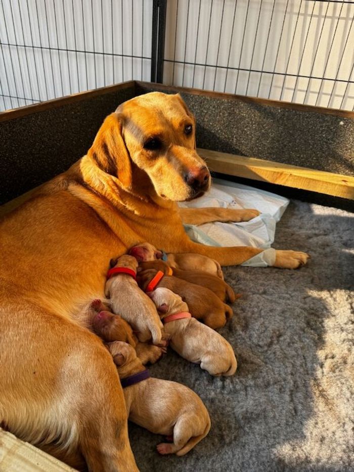 Labrador Retriever puppies for sale in Swansea / Abertawe, West Glamorgan – KC registered, 6 weeks old - Image 14 of 15