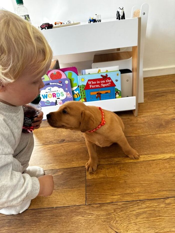 Labrador Retriever puppies for sale in Swansea / Abertawe, West Glamorgan – KC registered, 6 weeks old - Image 15 of 15