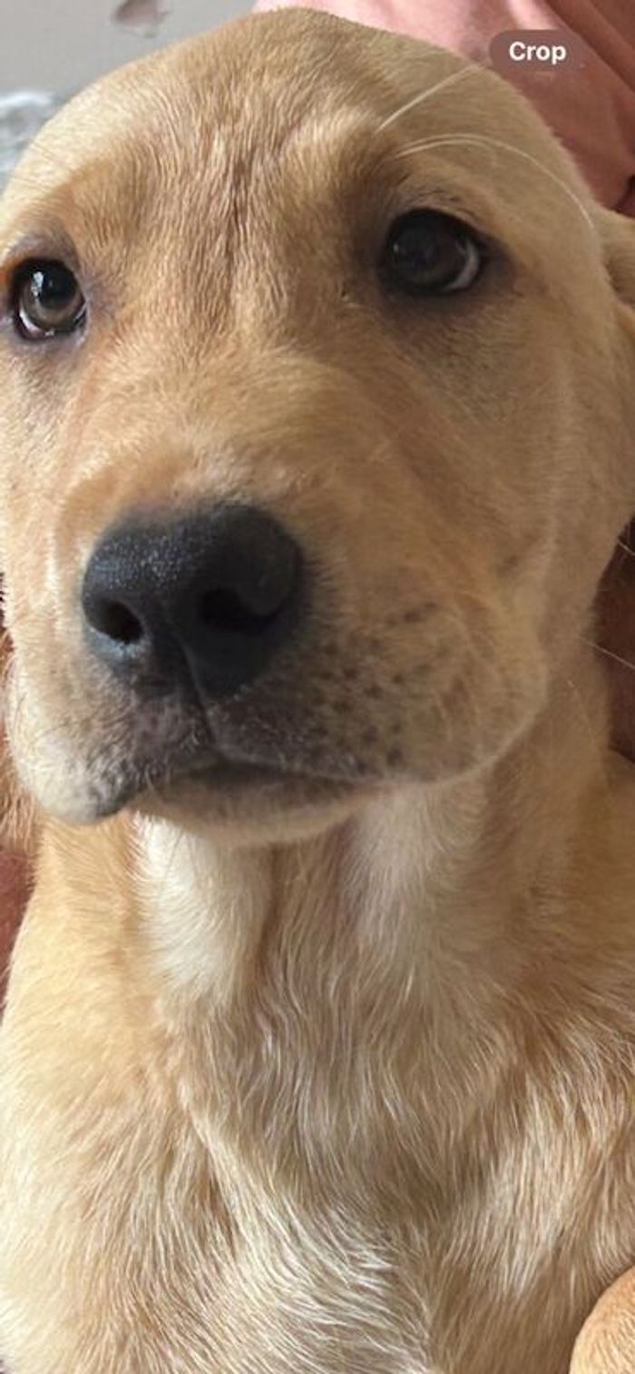 Labrador Retriever puppies for sale in Tilbury,Essex – KC registered, 12 weeks old - Image 15 of 15