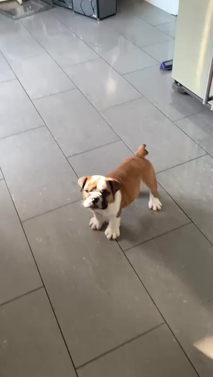 English Bulldog puppies for sale in Cardiff / Caerdydd, South Glamorgan – KC registered, 10 weeks old