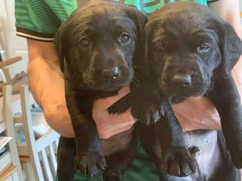 Champion sired kc registered Labrador puppies for sale in Durham, County Durham