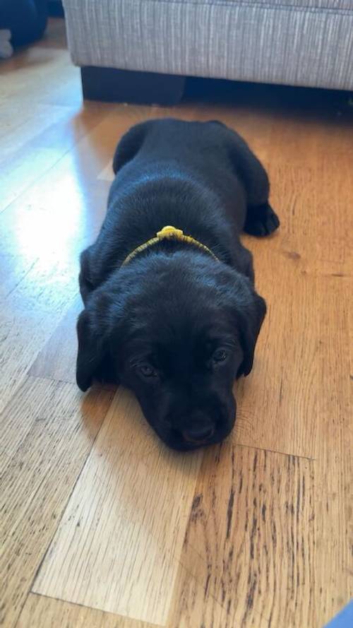 Champion sired kc registered Labrador puppies for sale in Durham, County Durham - Image 3