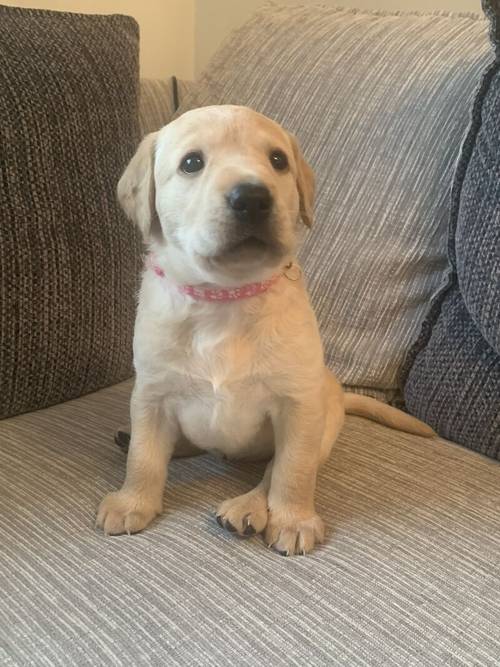 Champion sired kc registered Labrador puppies for sale in Durham, County Durham - Image 4