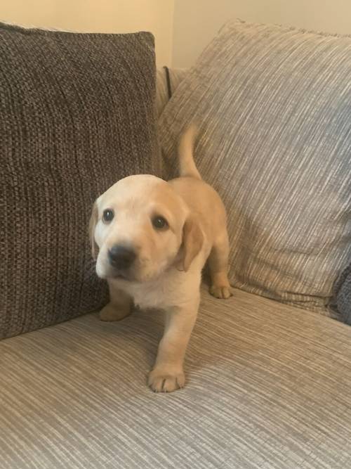 Champion sired kc registered Labrador puppies for sale in Durham, County Durham - Image 5